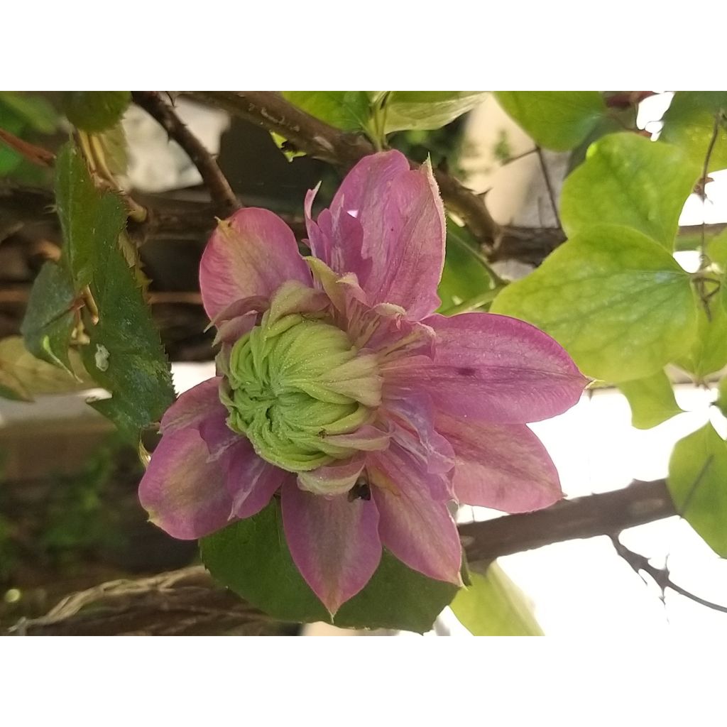 Waldrebe Kaiser - Clematis