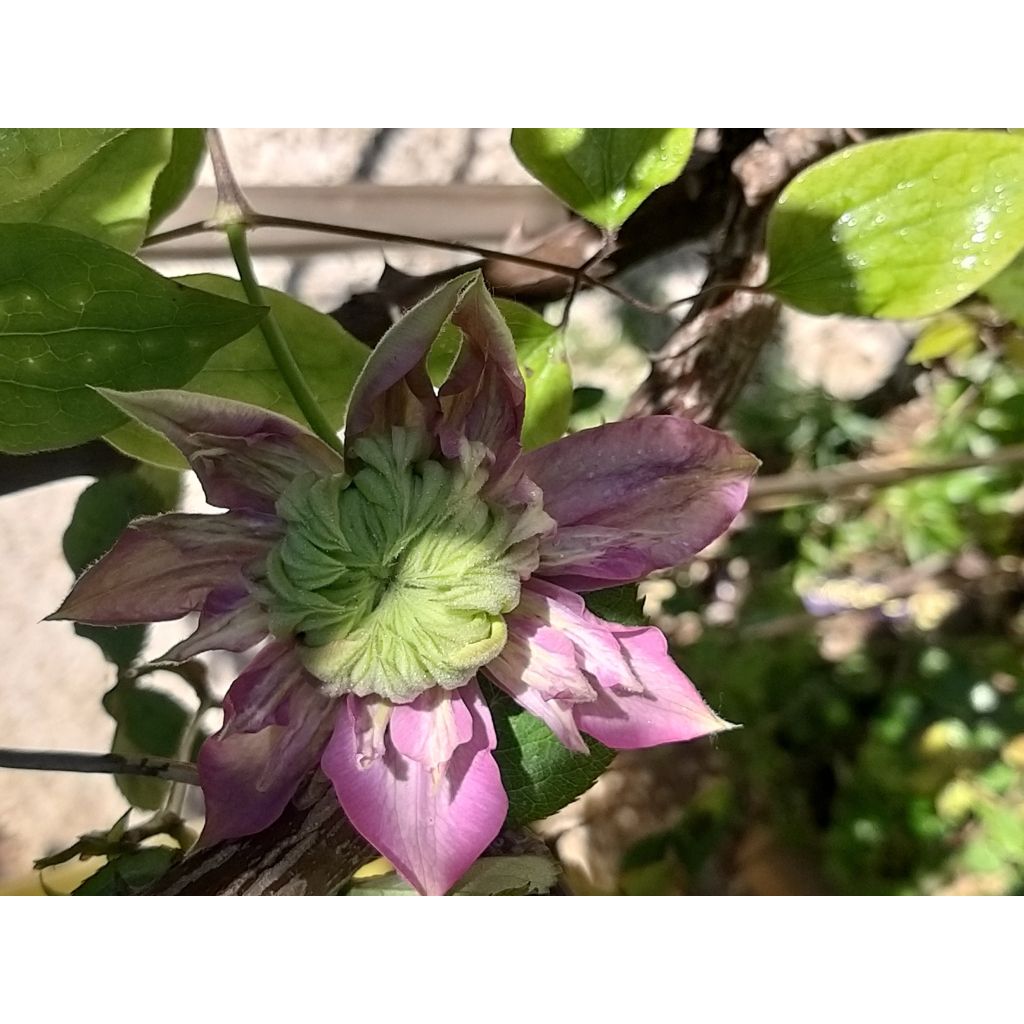 Waldrebe Kaiser - Clematis