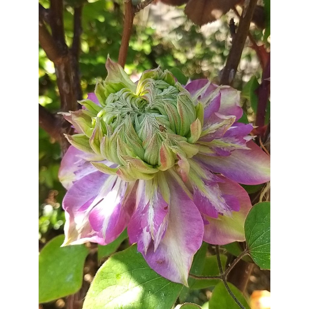 Waldrebe Kaiser - Clematis