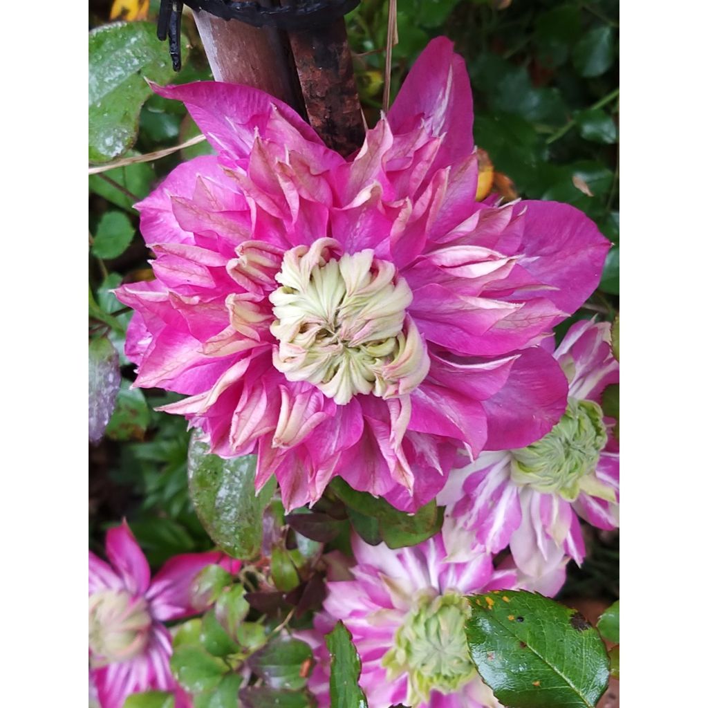 Waldrebe Kaiser - Clematis