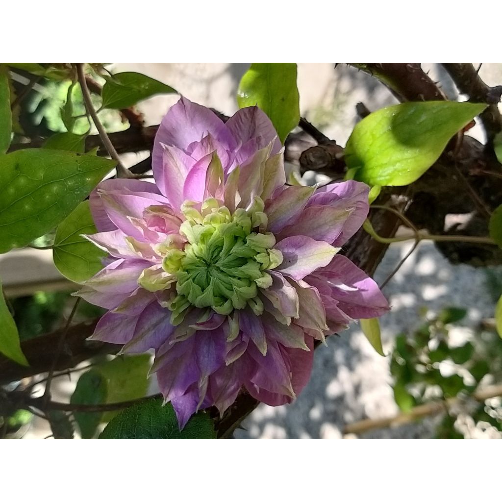 Waldrebe Kaiser - Clematis