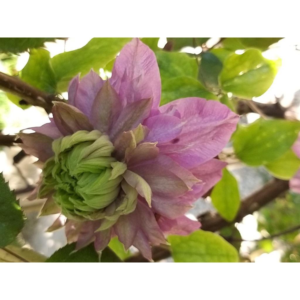 Waldrebe Kaiser - Clematis