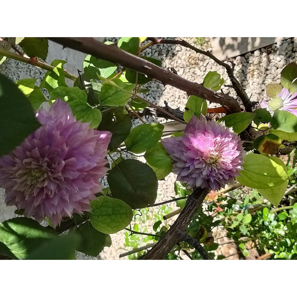 Waldrebe Kaiser - Clematis