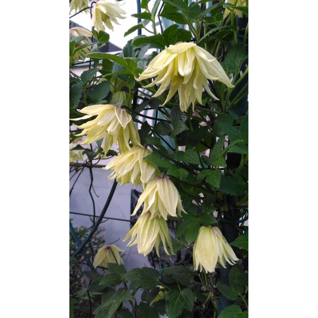 Clematis koreana Amber - Waldrebe