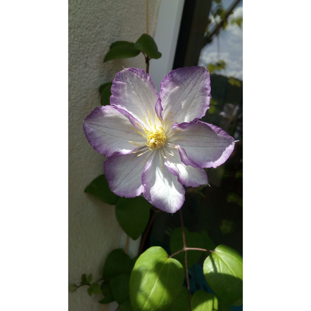 Clematis jackmanii Lucky Charm - Waldrebe