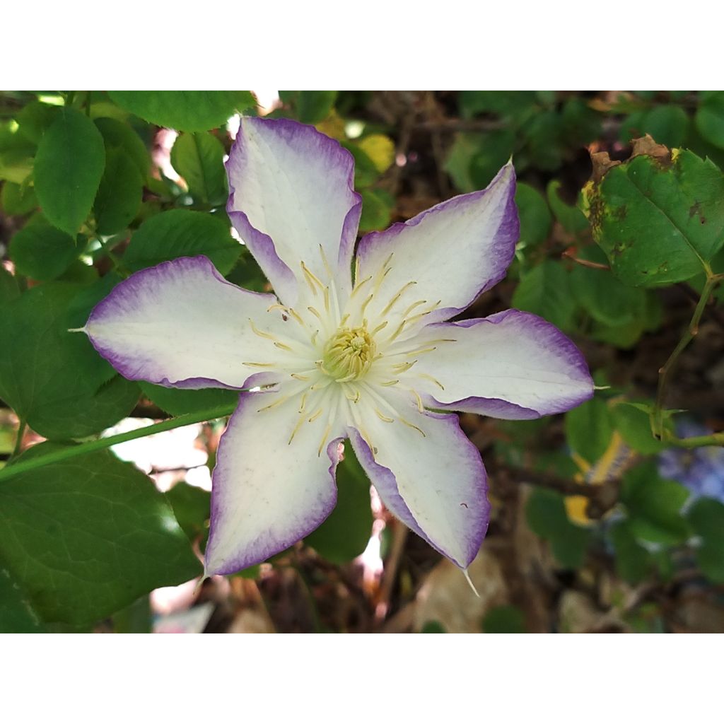 Clematis jackmanii Lucky Charm - Waldrebe