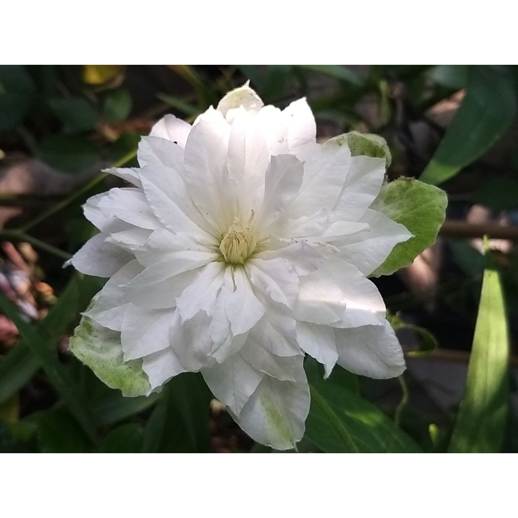 Waldrebe Maria Skłodowska Curie - Clematis