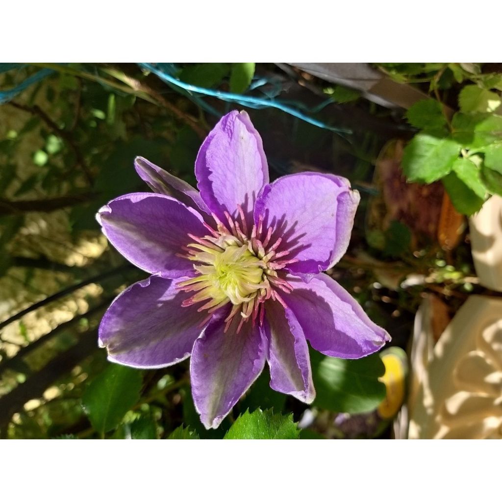 Waldrebe Multi Blue - Clematis