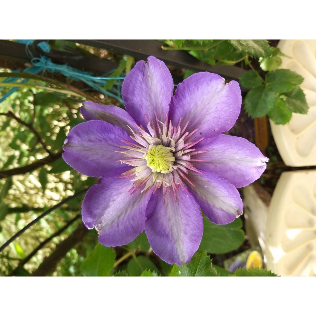 Waldrebe Multi Blue - Clematis