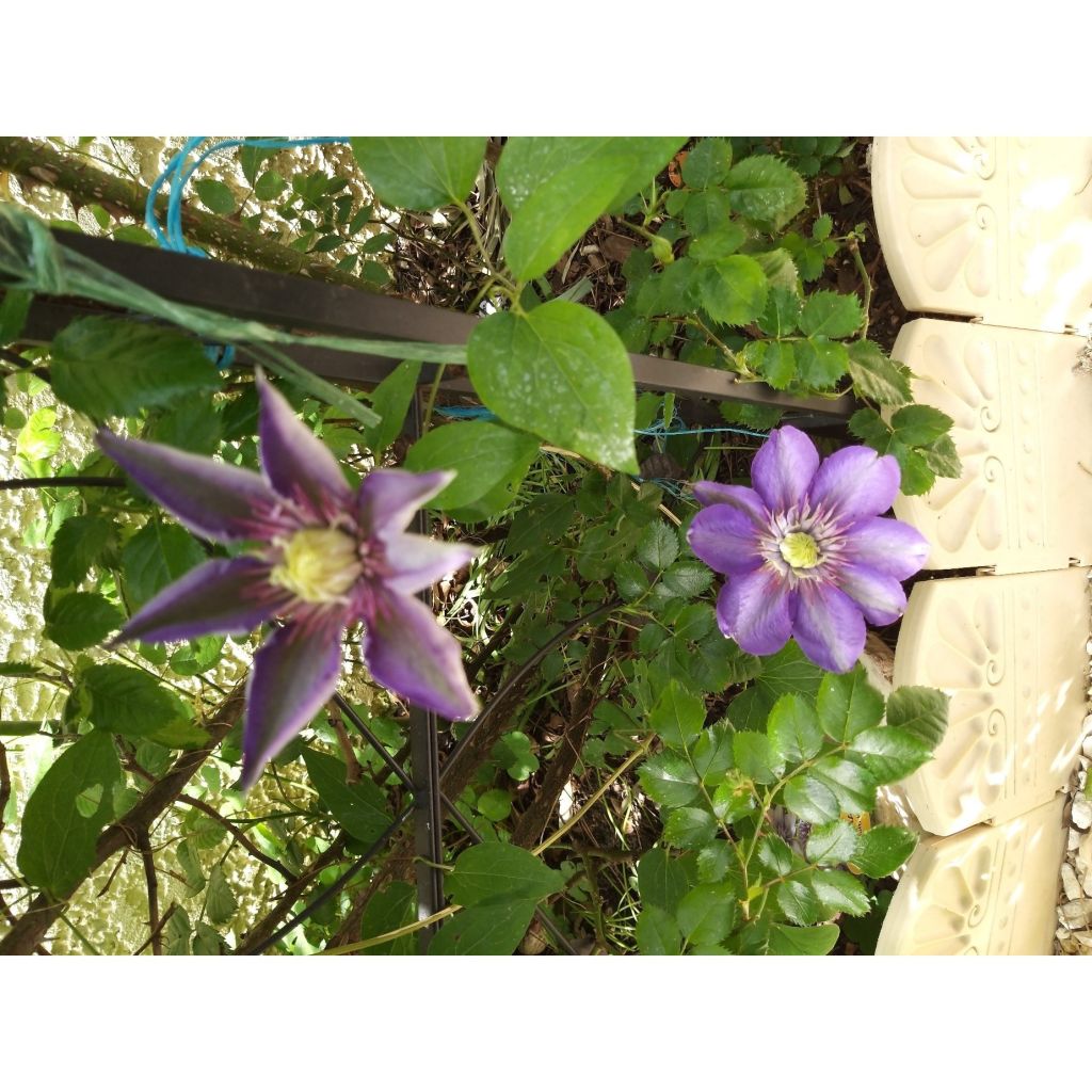 Waldrebe Multi Blue - Clematis