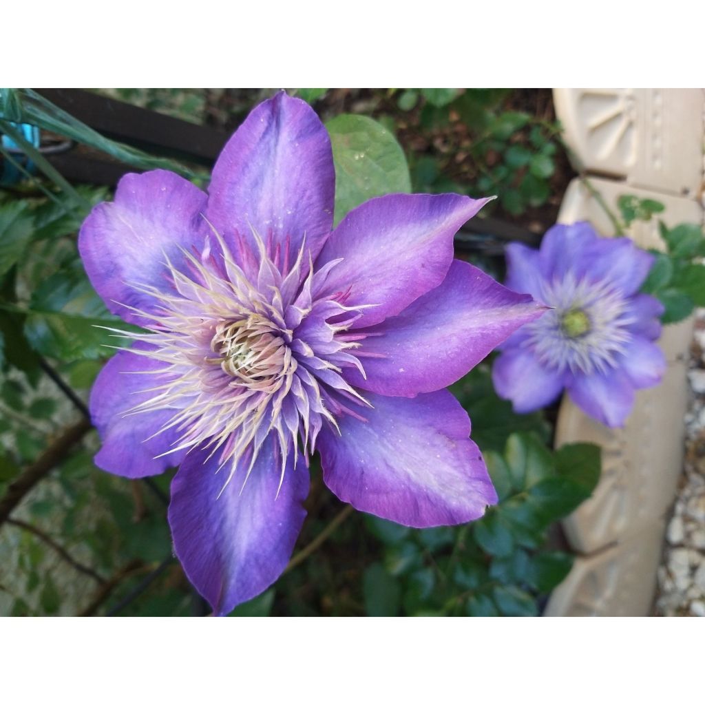 Waldrebe Multi Blue - Clematis