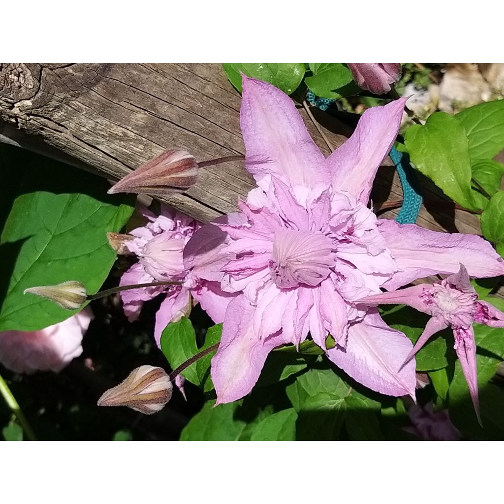 Waldrebe Multi Pink - Clematis