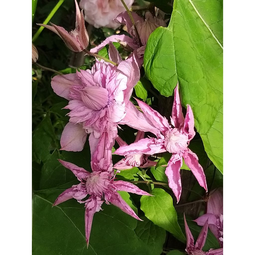 Waldrebe Multi Pink - Clematis