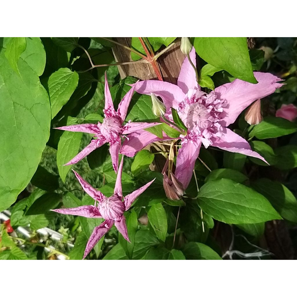 Waldrebe Multi Pink - Clematis