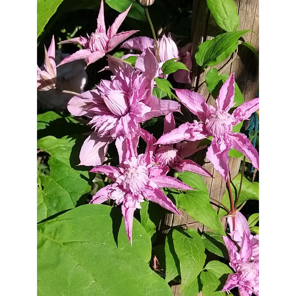 Waldrebe Multi Pink - Clematis