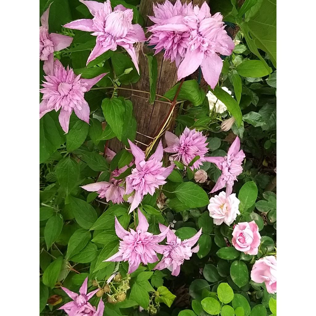 Waldrebe Multi Pink - Clematis