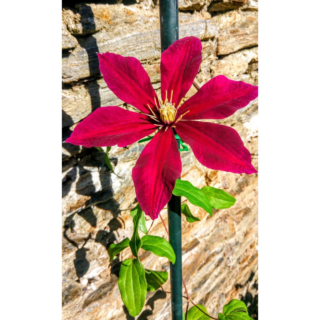 Waldrebe Niobe - Clematis