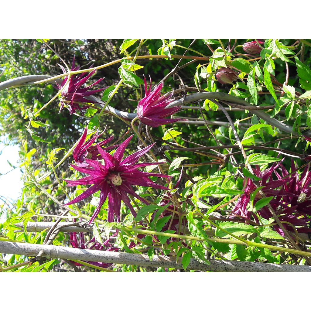 Waldrebe Octopus - Clematis