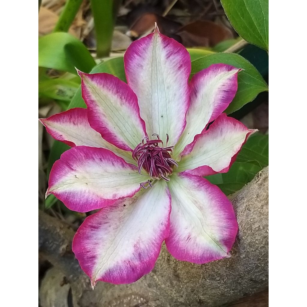 Waldrebe Picotee - Clematis