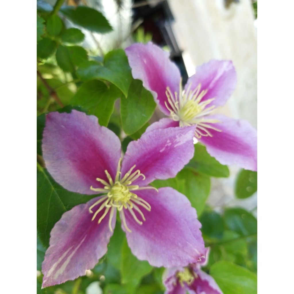 Waldrebe Piilu - Clematis