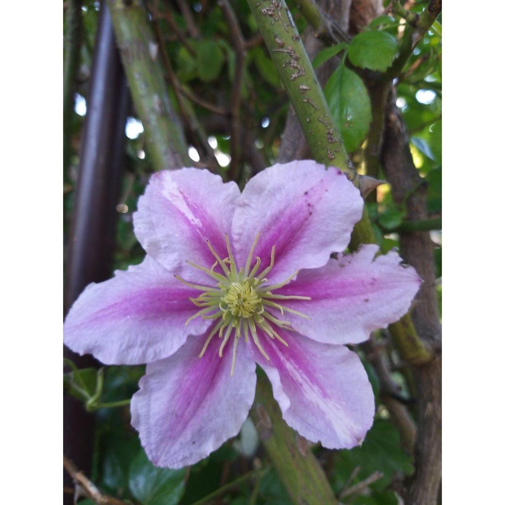 Waldrebe Piilu - Clematis