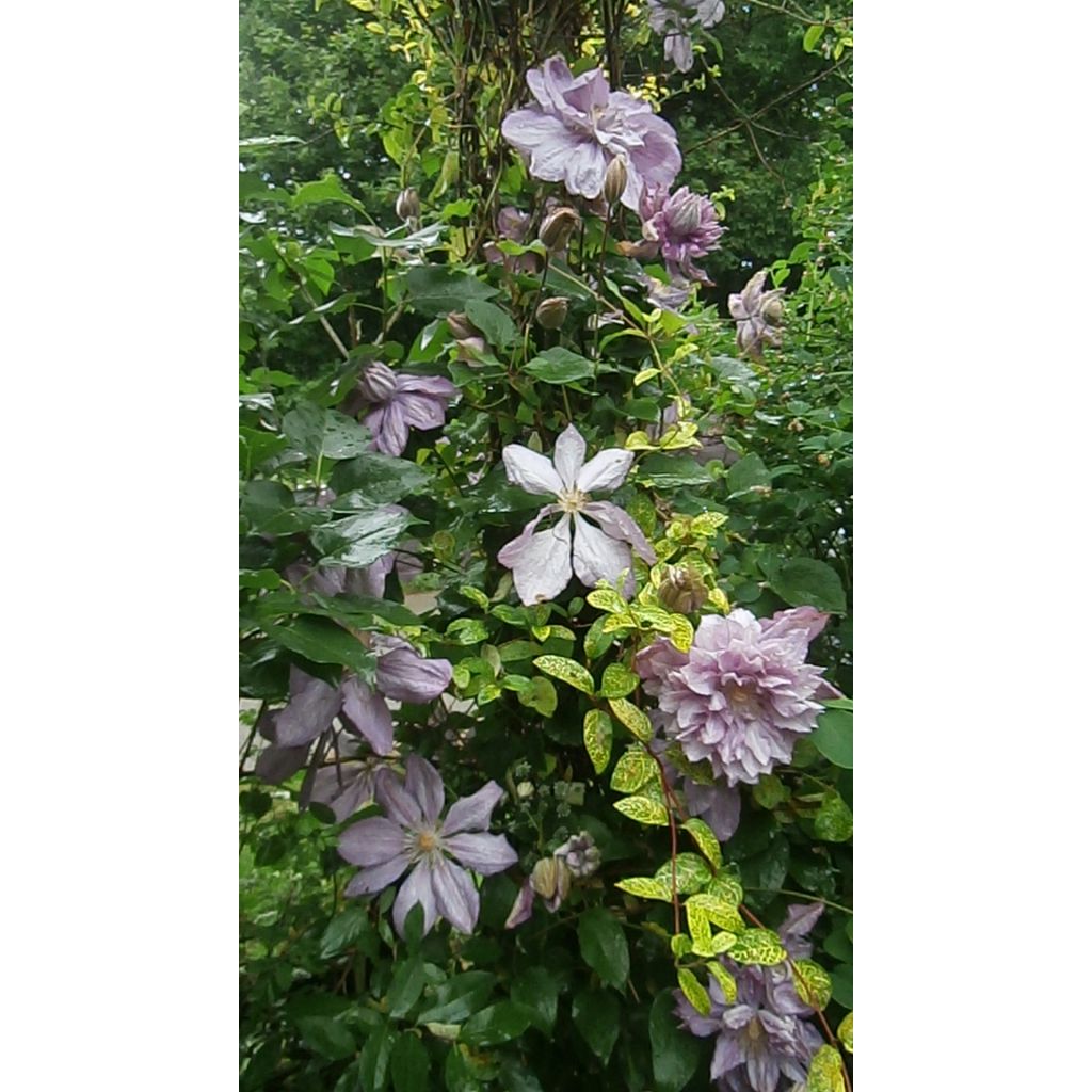 Waldrebe Proteus - Clematis