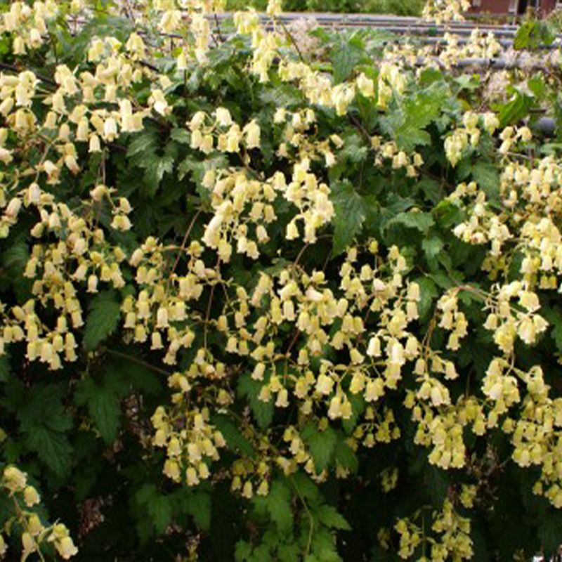 Clematis rehderiana - Waldrebe