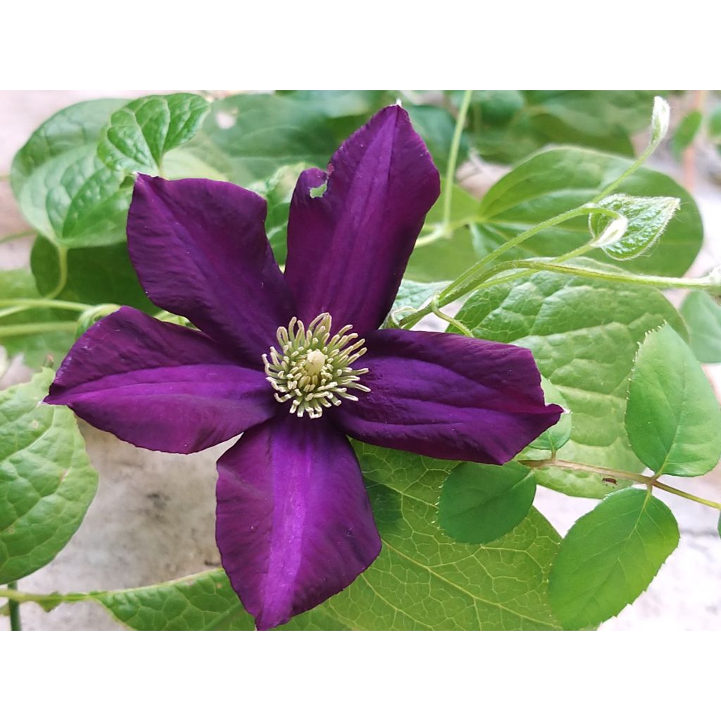 Waldrebe Romantika - Clematis