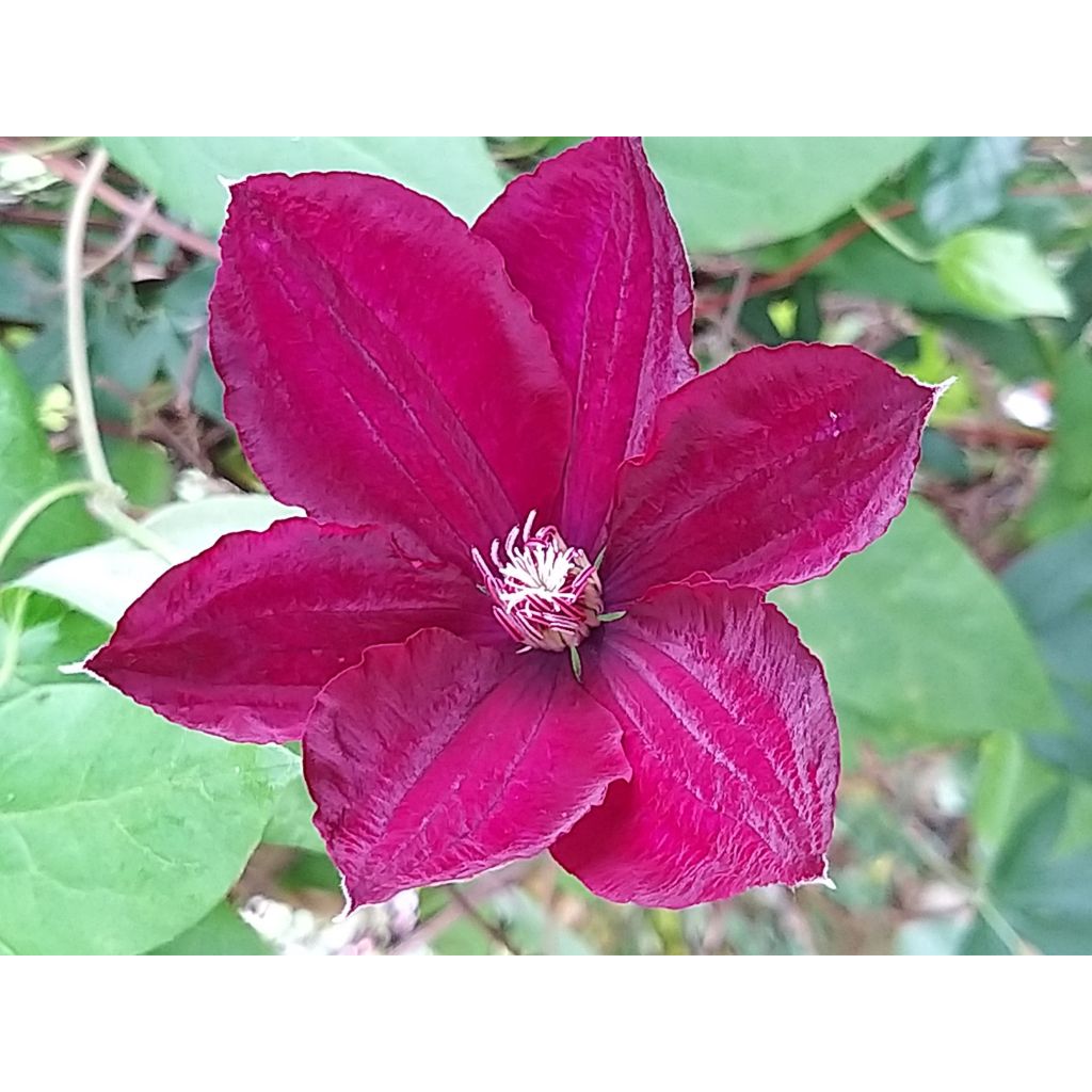 Waldrebe Rouge Cardinal - Clematis