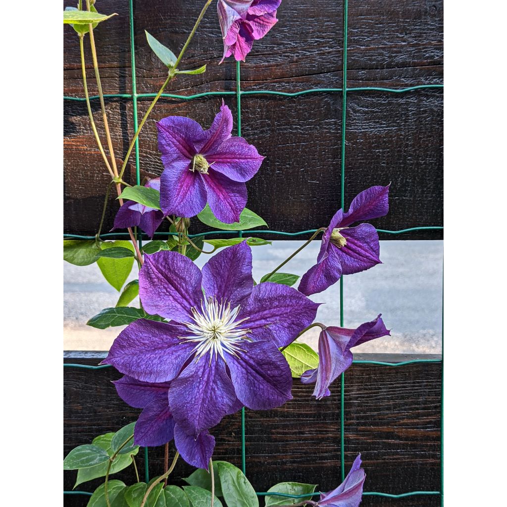 Waldrebe Star of India - Clematis