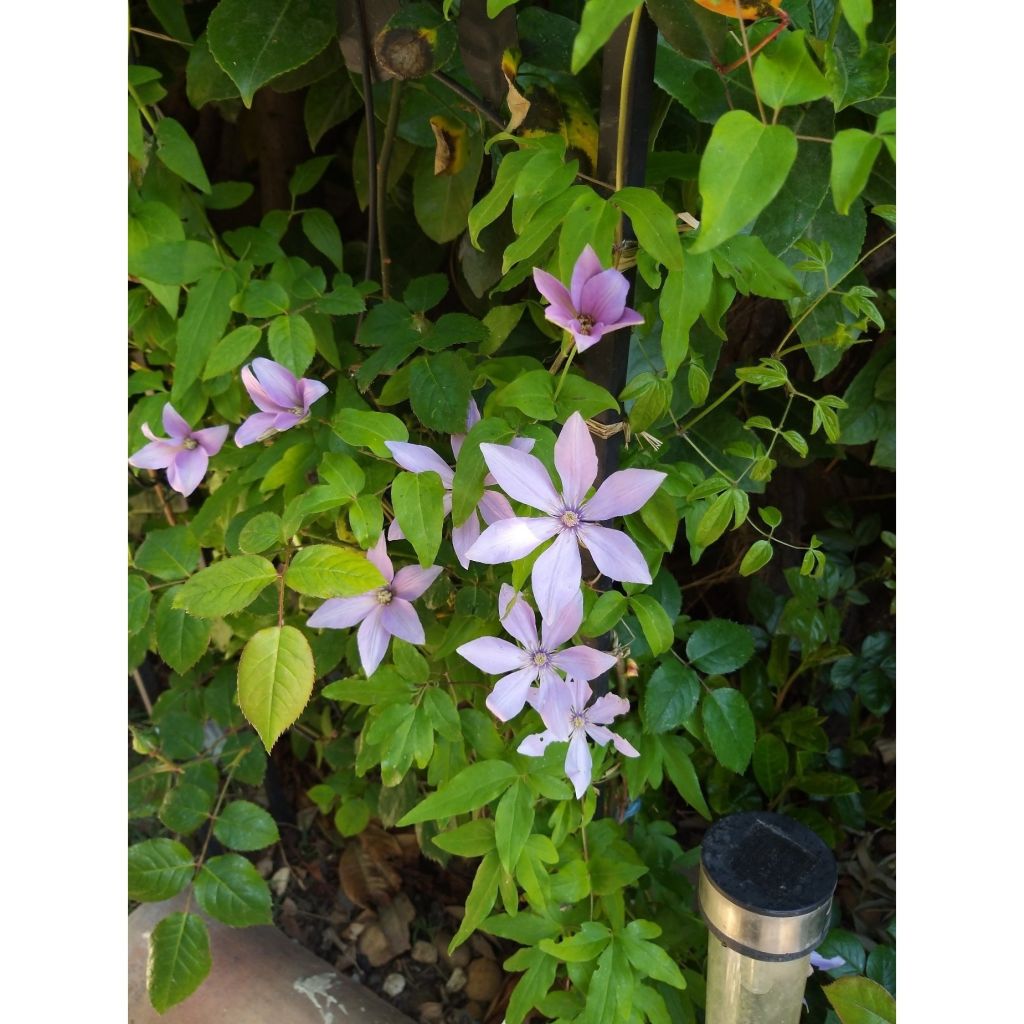 Waldrebe Sugar Sweet - Clematis