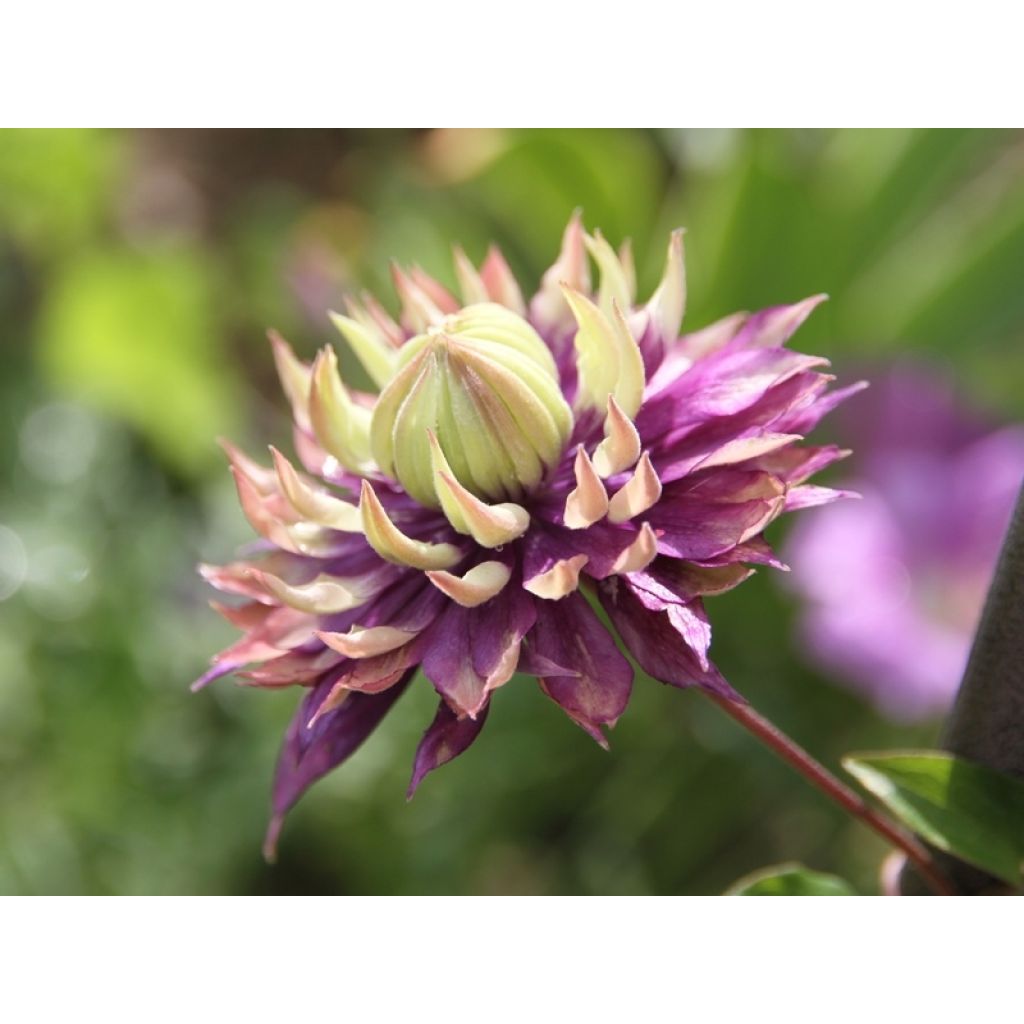 Waldrebe Taiga - Clematis