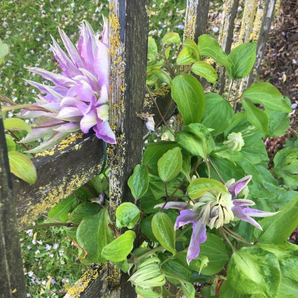 Waldrebe Teshio - Clematis