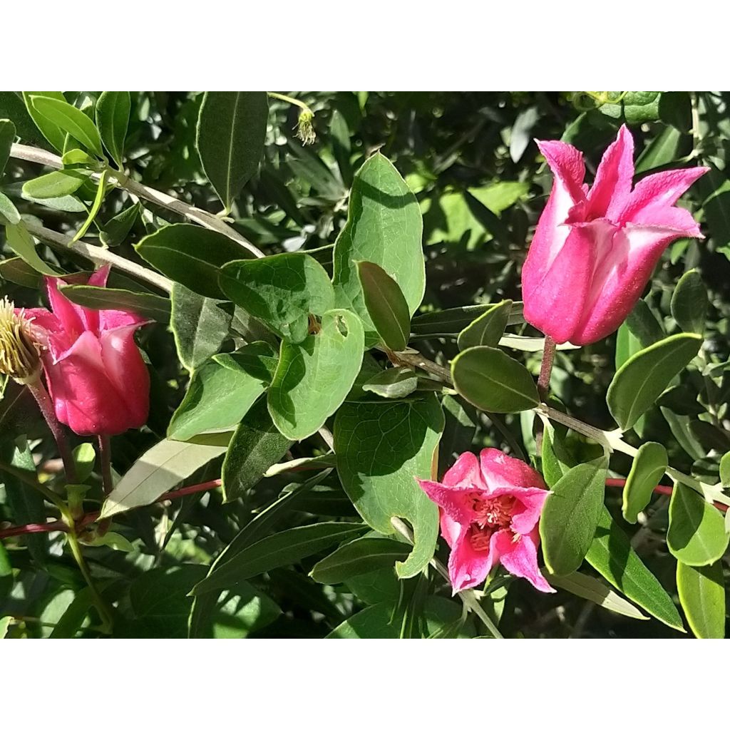 Clematis texensis Queen Maxima - Texas-Waldrebe