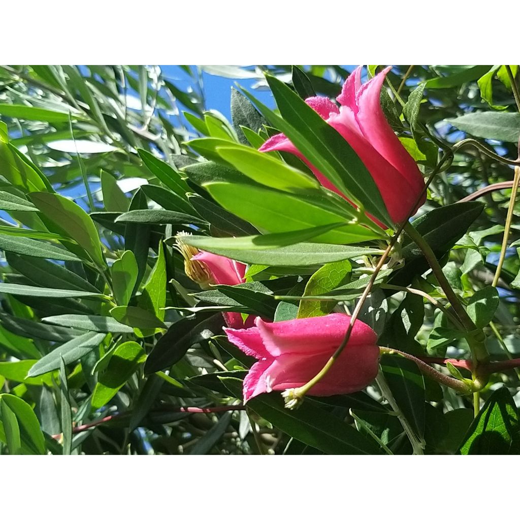 Clematis texensis Queen Maxima - Texas-Waldrebe