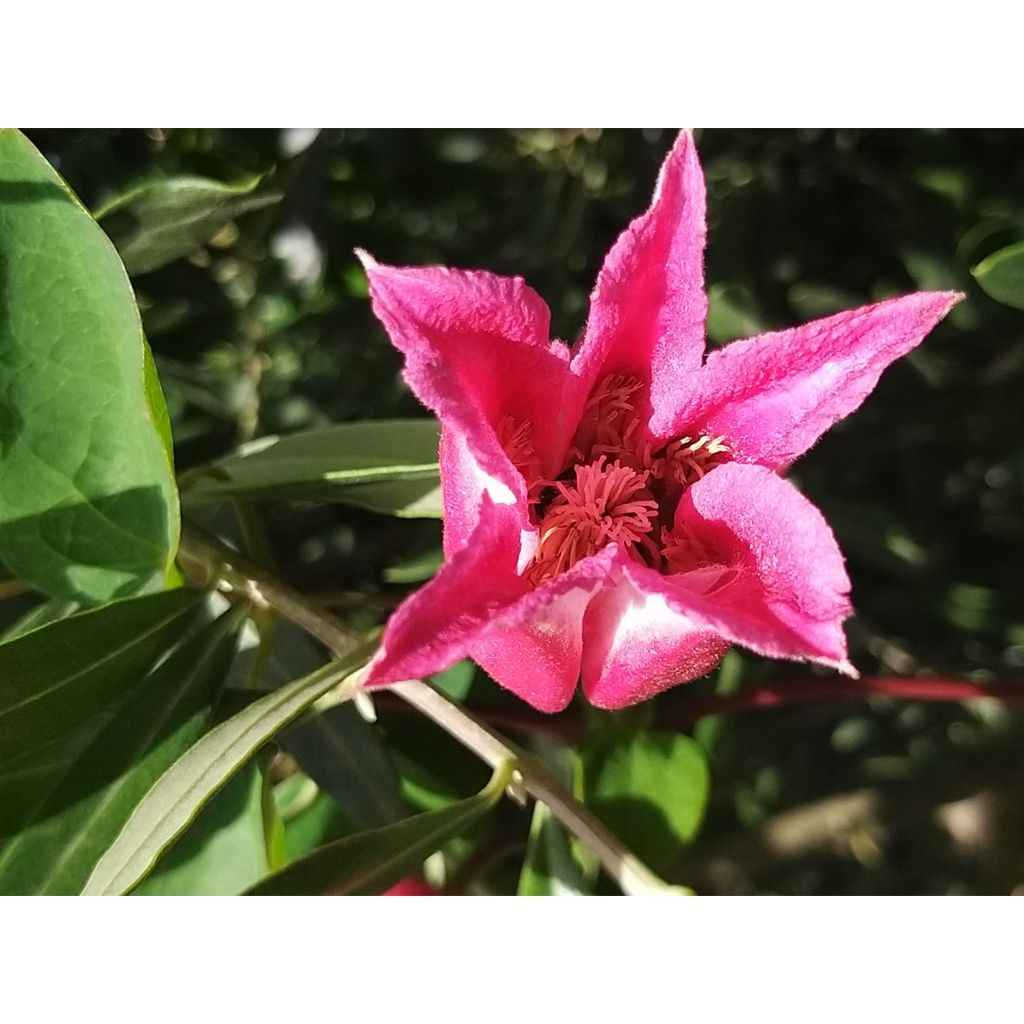 Clematis texensis Queen Maxima - Texas-Waldrebe