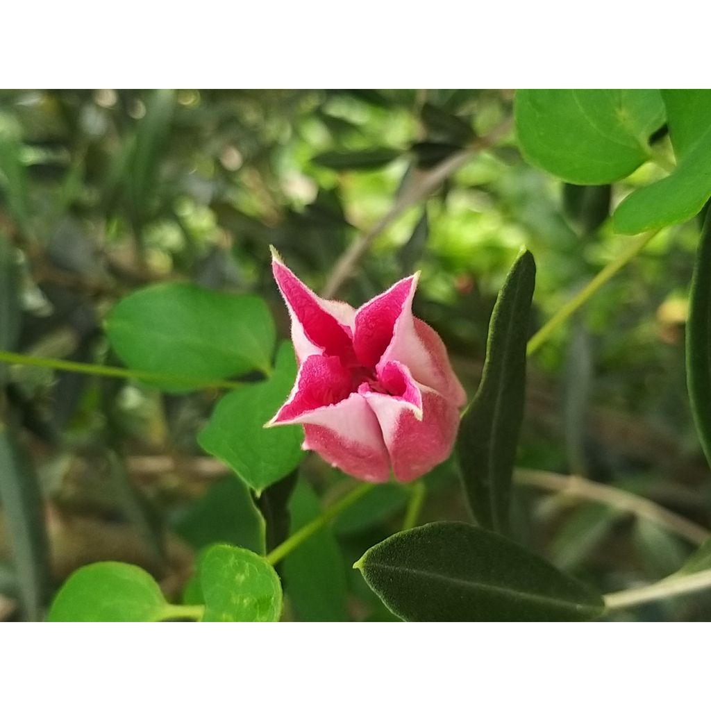 Clematis texensis Queen Maxima - Texas-Waldrebe