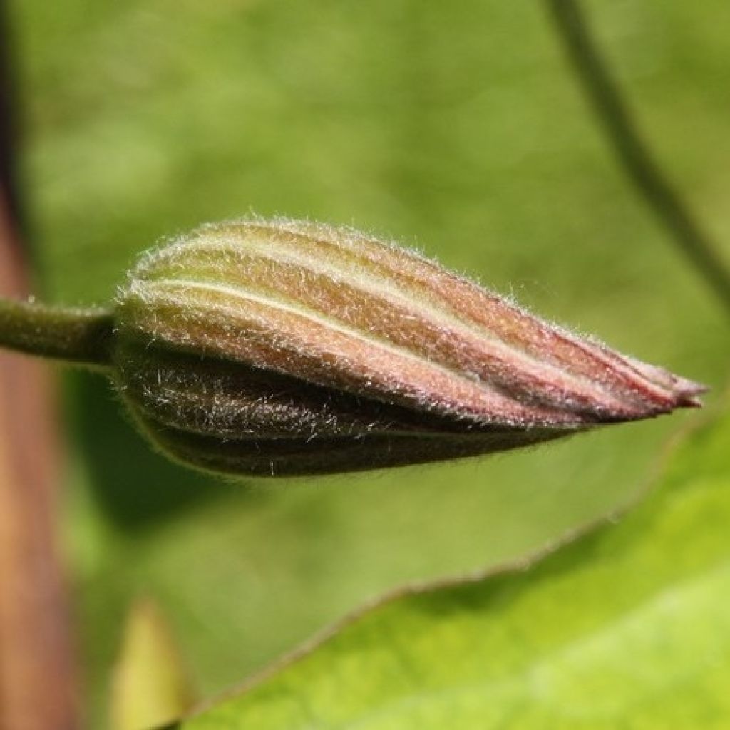 Waldrebe The President - Clematis