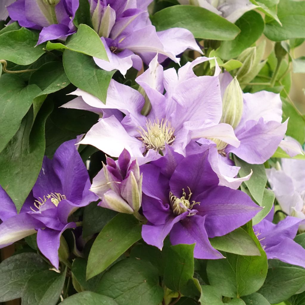 Waldrebe Mix Blue - Clematis