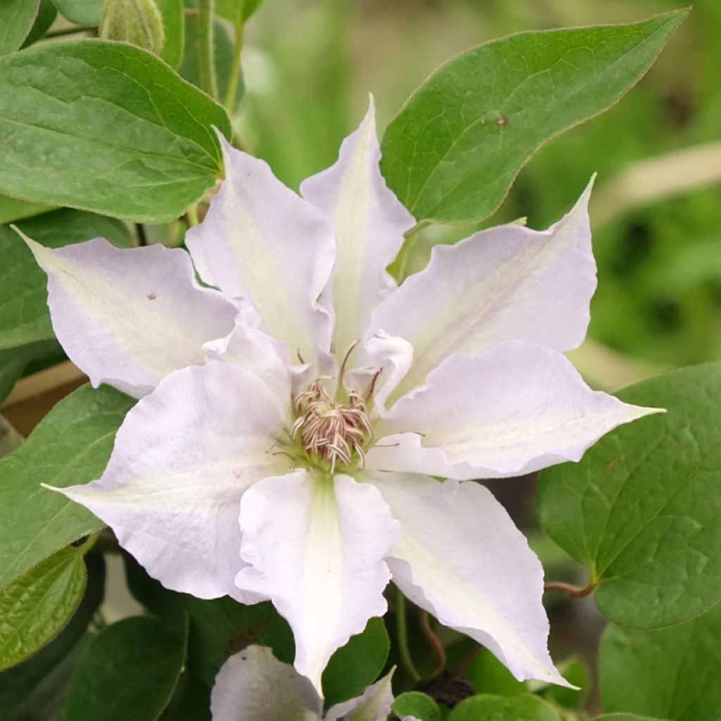 Waldrebe Mix Blue - Clematis