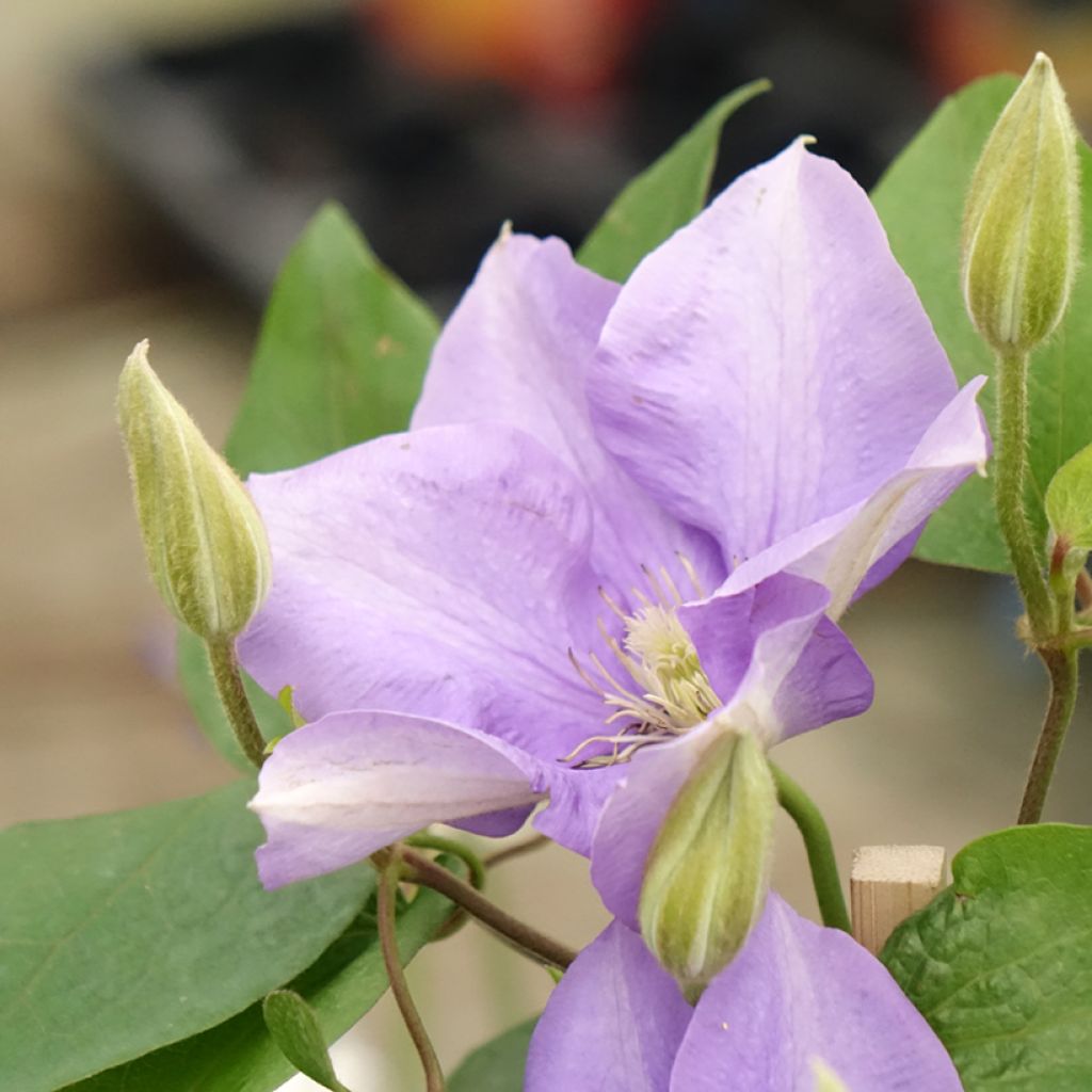 Waldrebe Mix Blue - Clematis