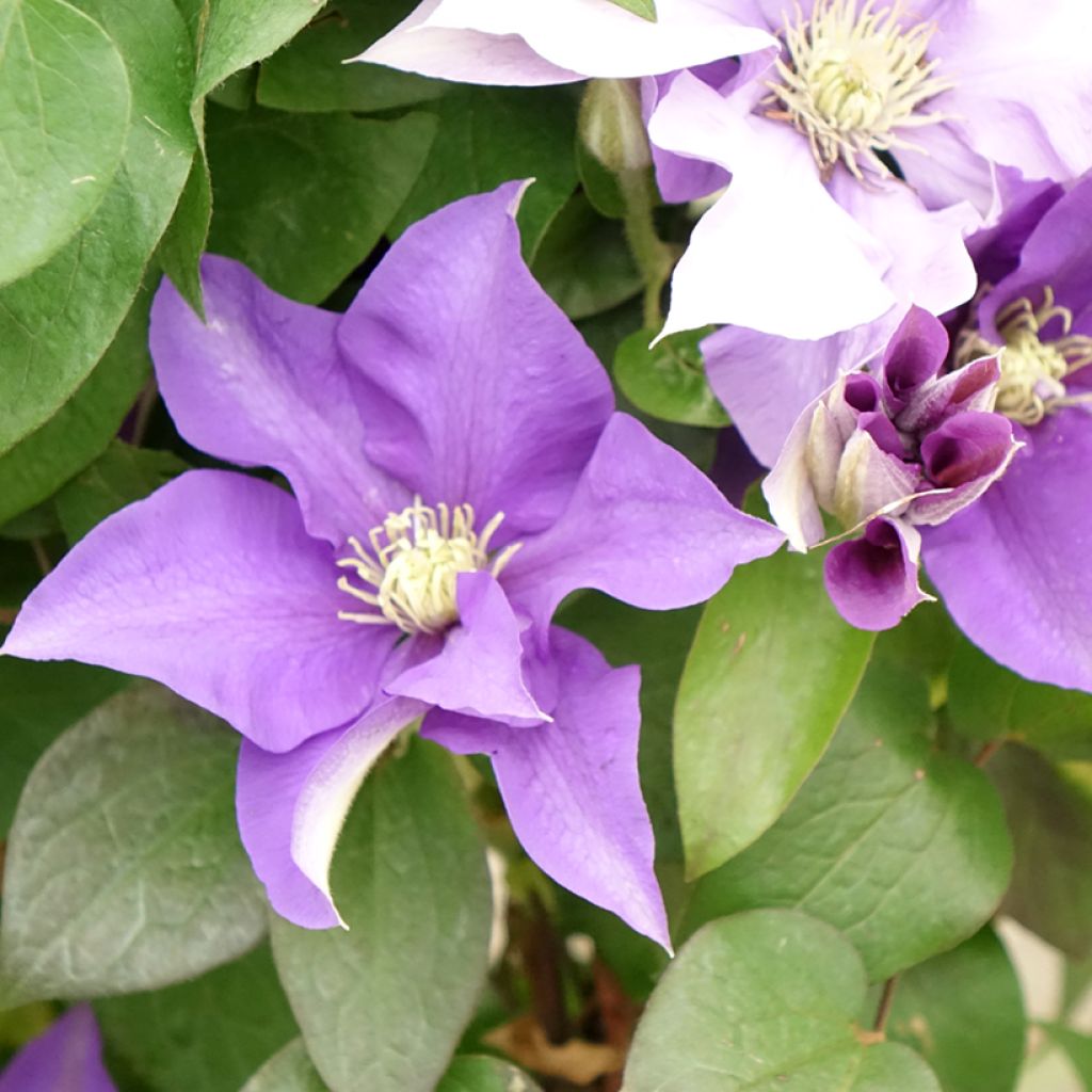 Waldrebe Mix Blue - Clematis