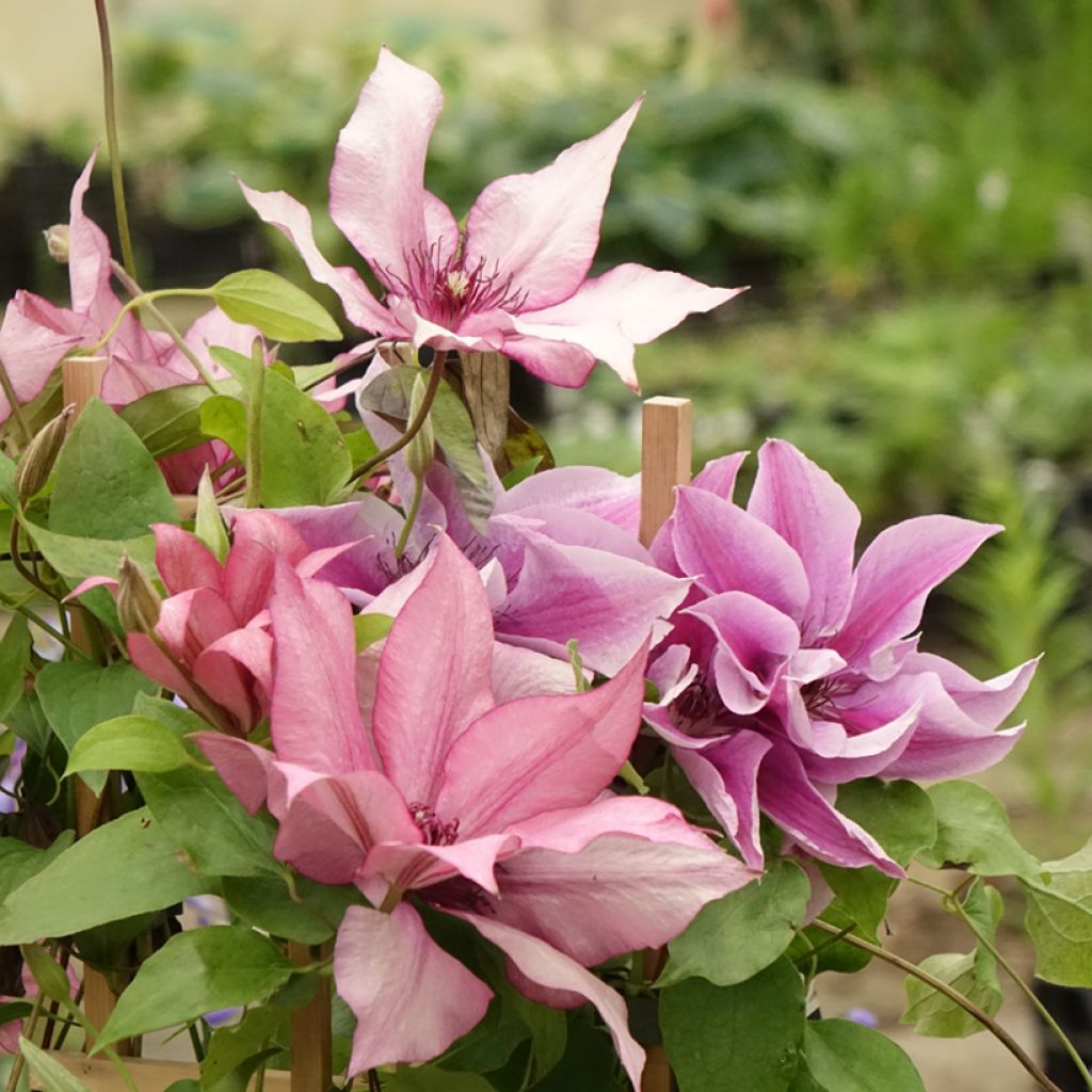 Waldrebe Mix - Clematis