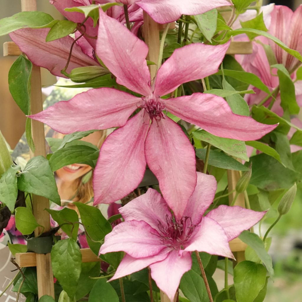 Waldrebe Mix - Clematis