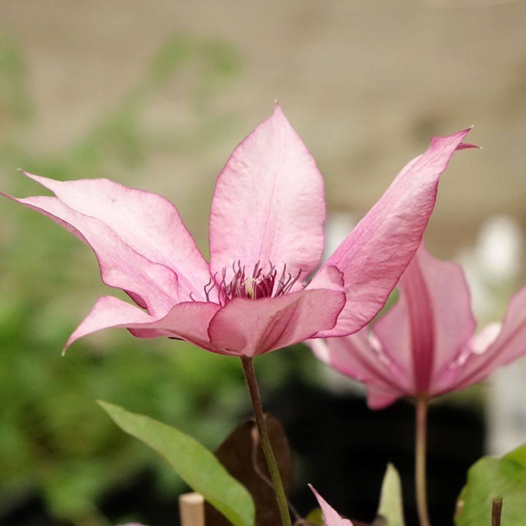 Waldrebe Mix - Clematis