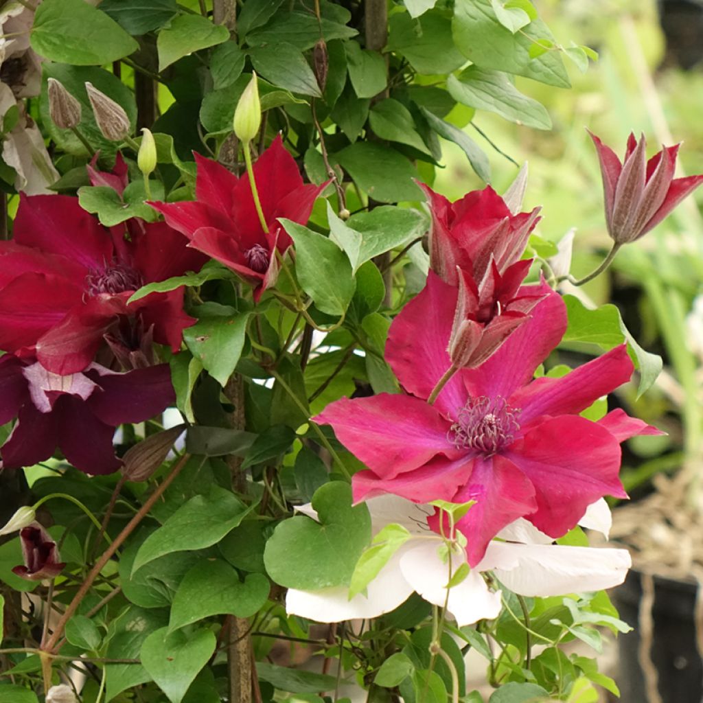 Waldrebe Mix Red - Clematis