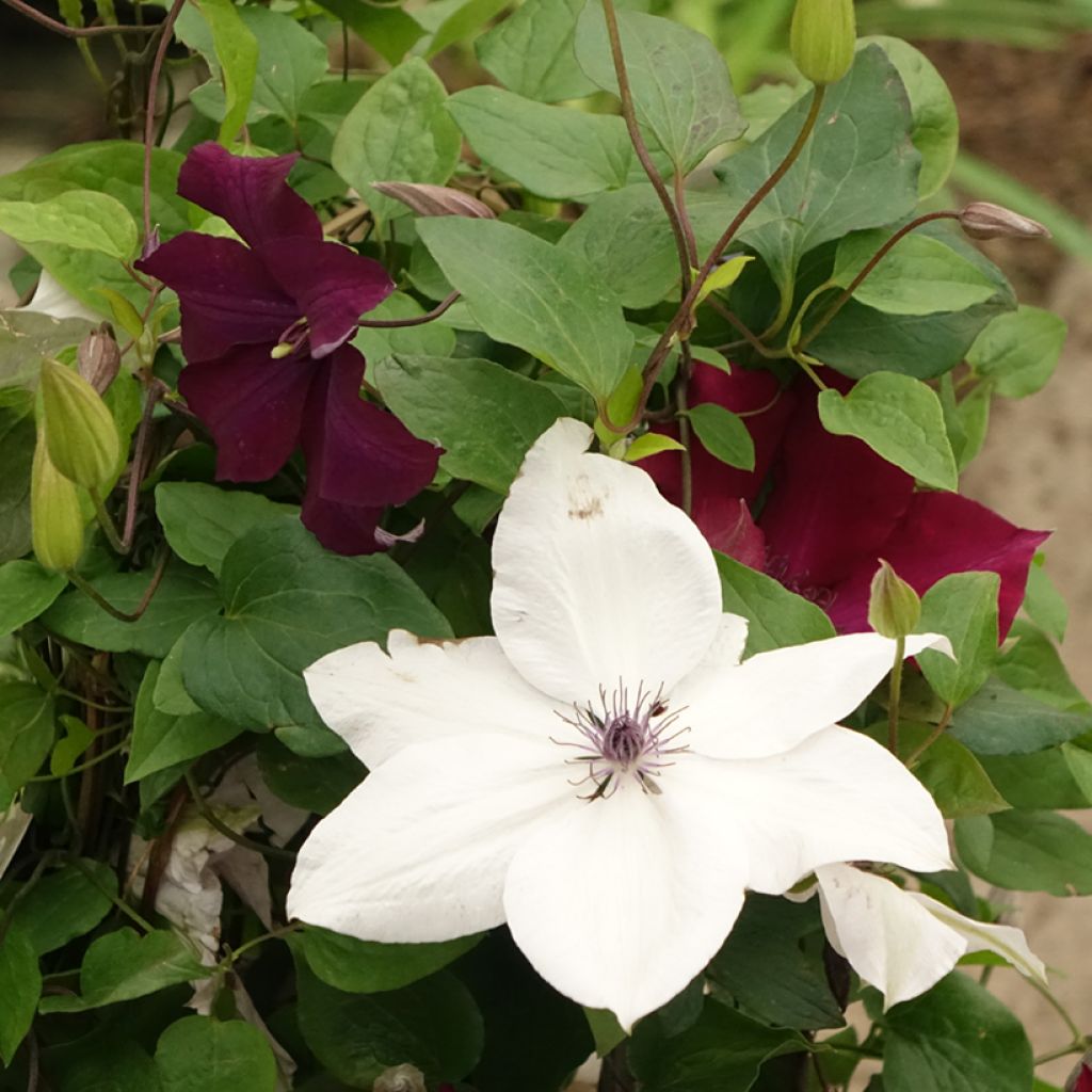 Waldrebe Mix Red - Clematis