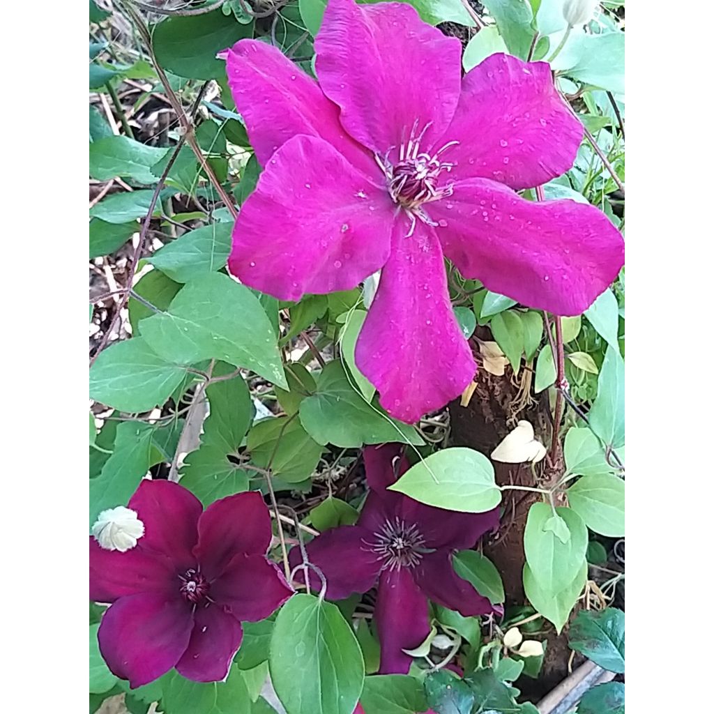 Waldrebe Westerplatte - Clematis