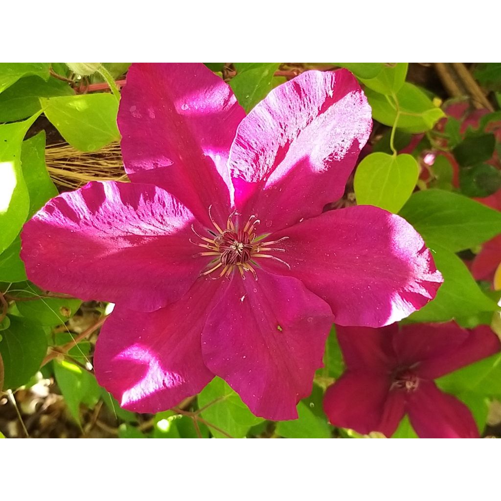 Waldrebe Westerplatte - Clematis