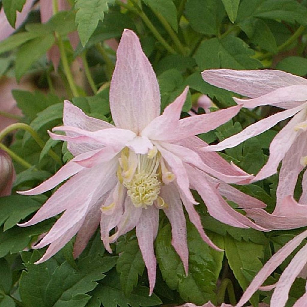 Waldrebe Country Rose - Clematis